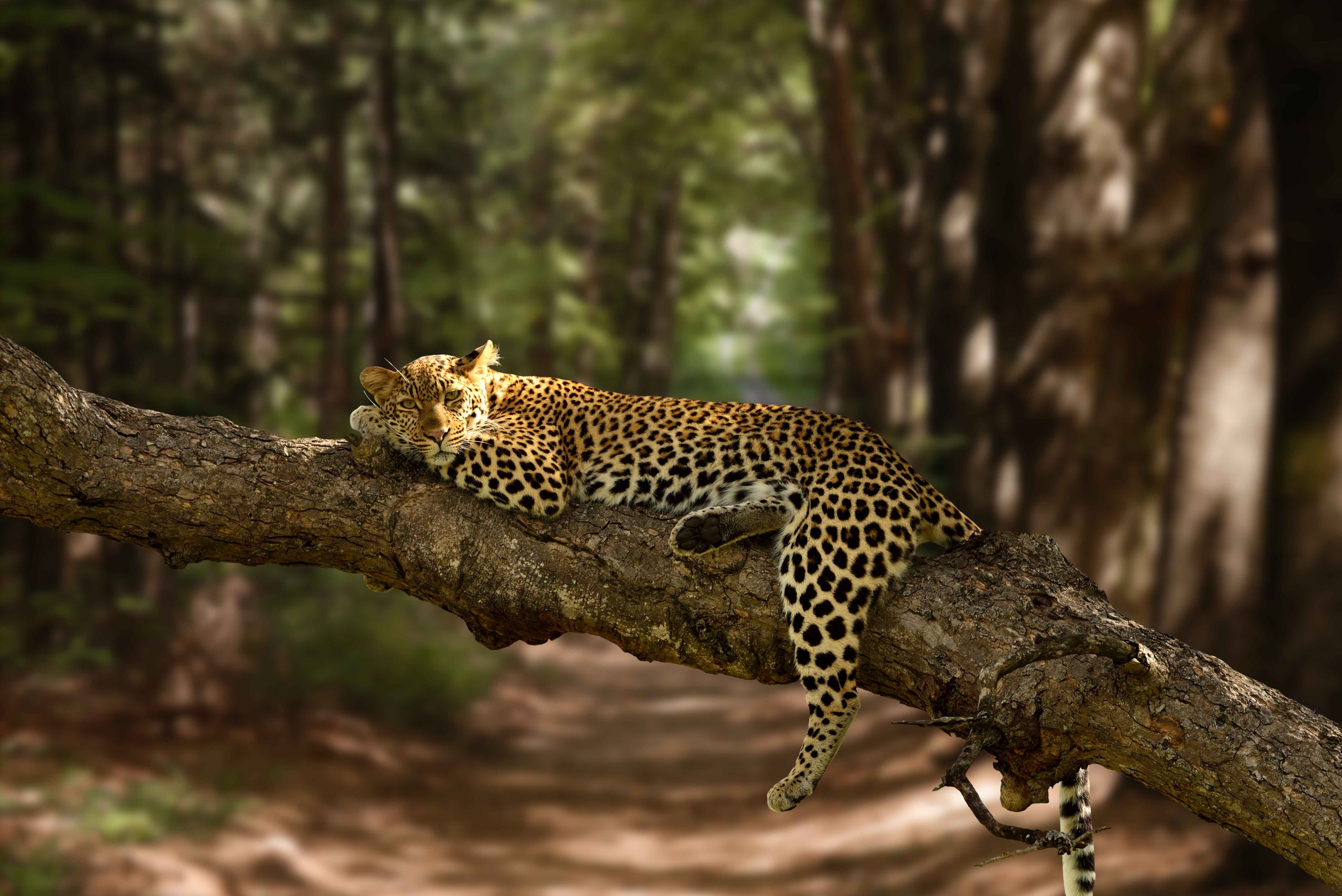 beautiful-shot-lazy-leopard-resting-tree-with-blurred-background (1)
