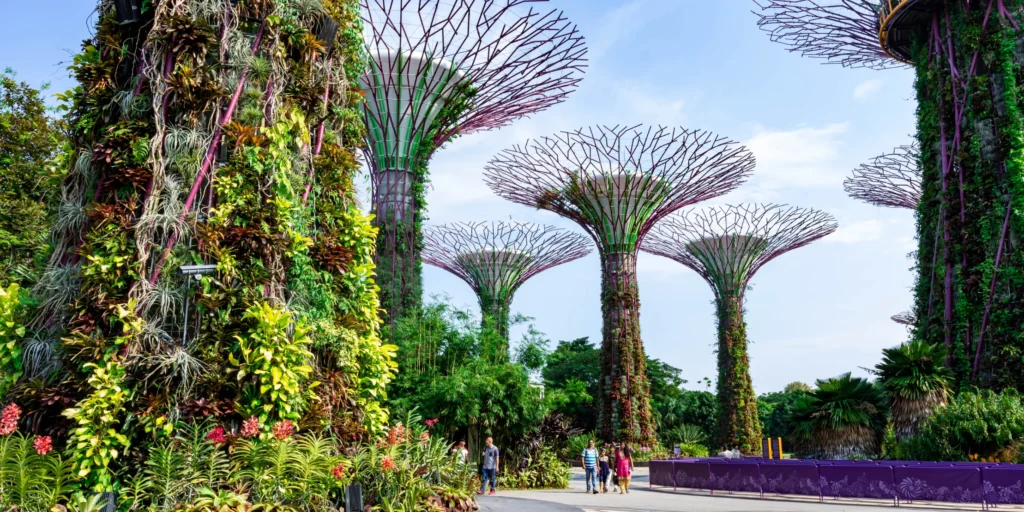 Towering futuristic Supertrees glowing brightly in purple at Gardens by the Bay.