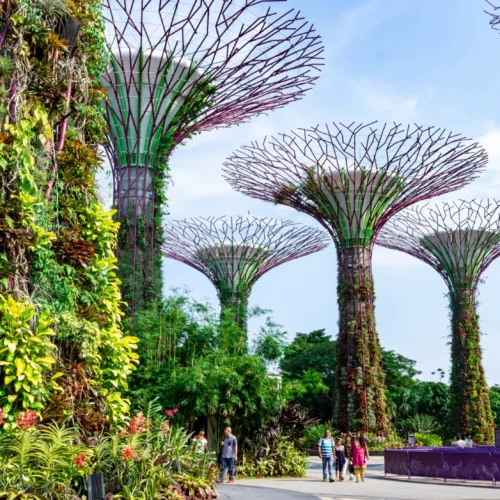 Towering futuristic Supertrees glowing brightly in purple at Gardens by the Bay.