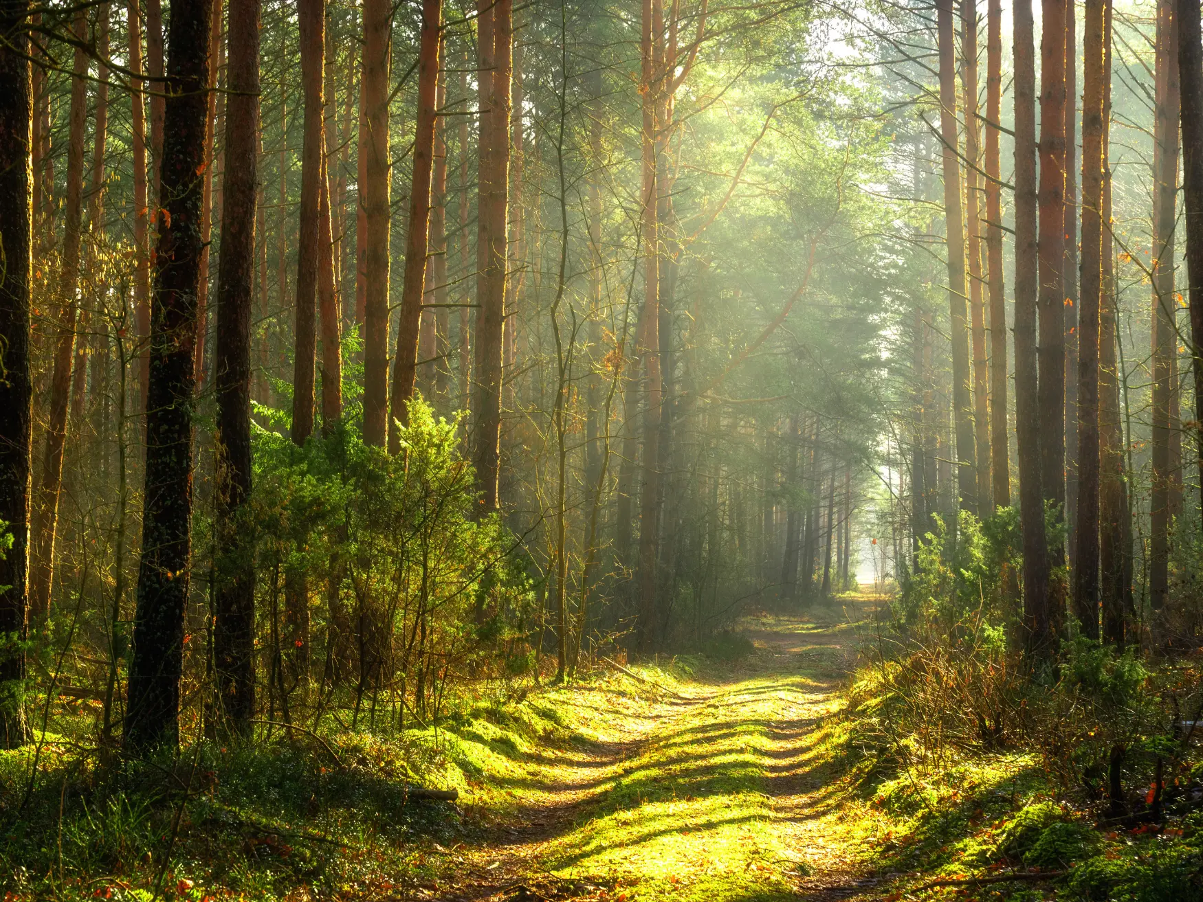 Quiet green forest path surrounded by nature