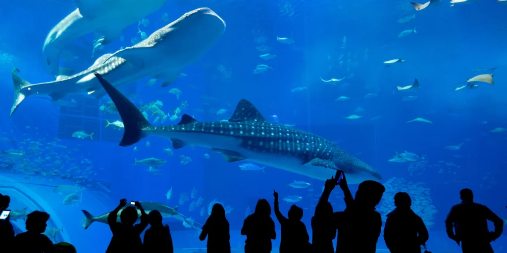 Children pointing at manta rays and colorful marine life inside the massive glass underwater tunnel at the Singapore Oceanarium.