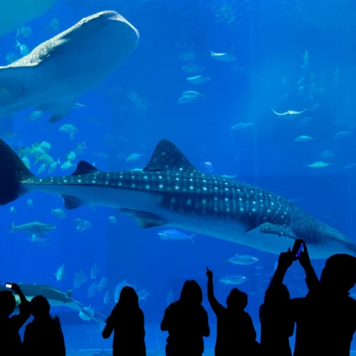 Children pointing at manta rays and colorful marine life inside the massive glass underwater tunnel at the Singapore Oceanarium.