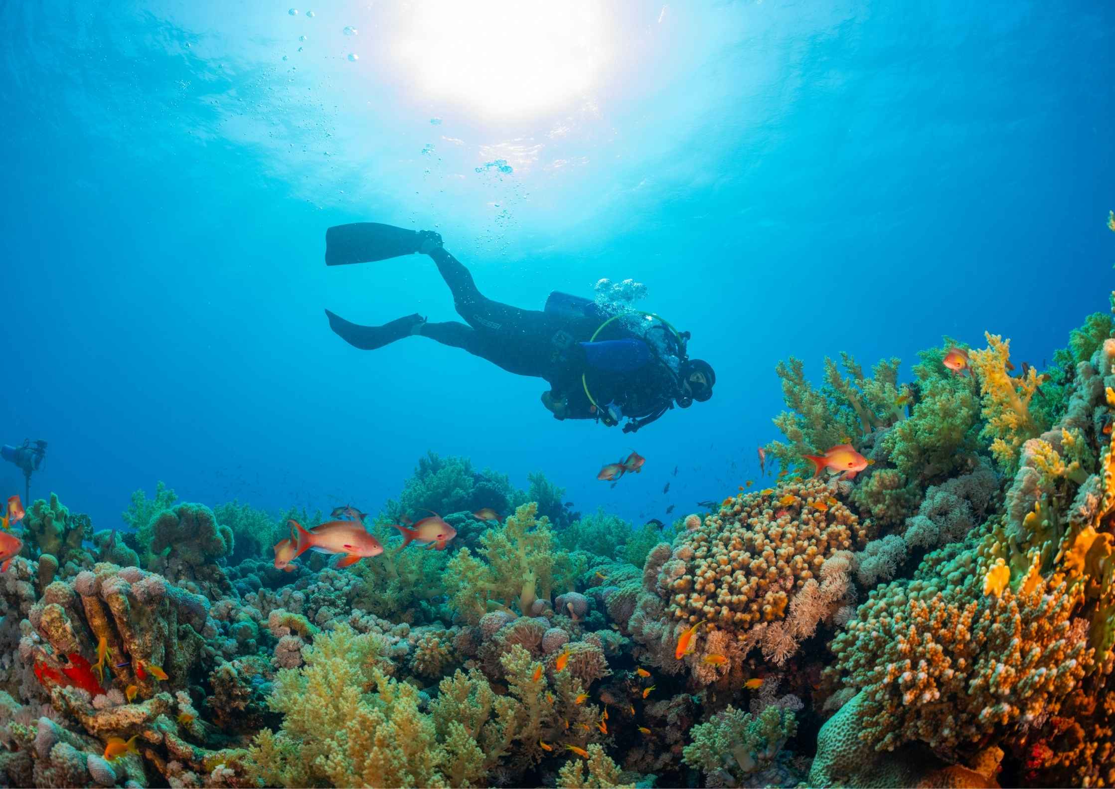 A traveler snorkeling in clear blue water, exploring vibrant coral reefs and marine life in the Andaman or Lakshadweep islands.