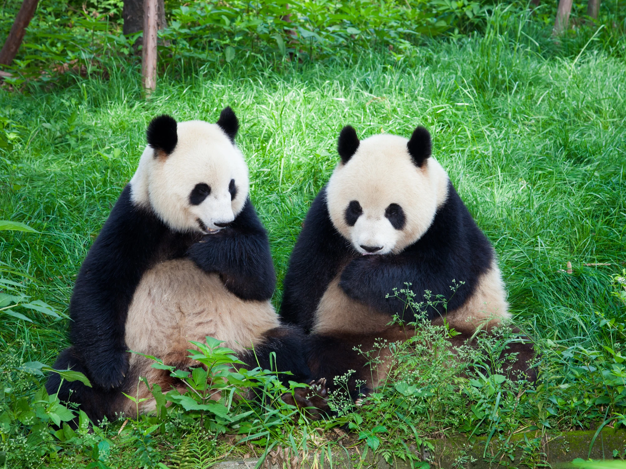 Giant Panda eating bamboo in Chengdu