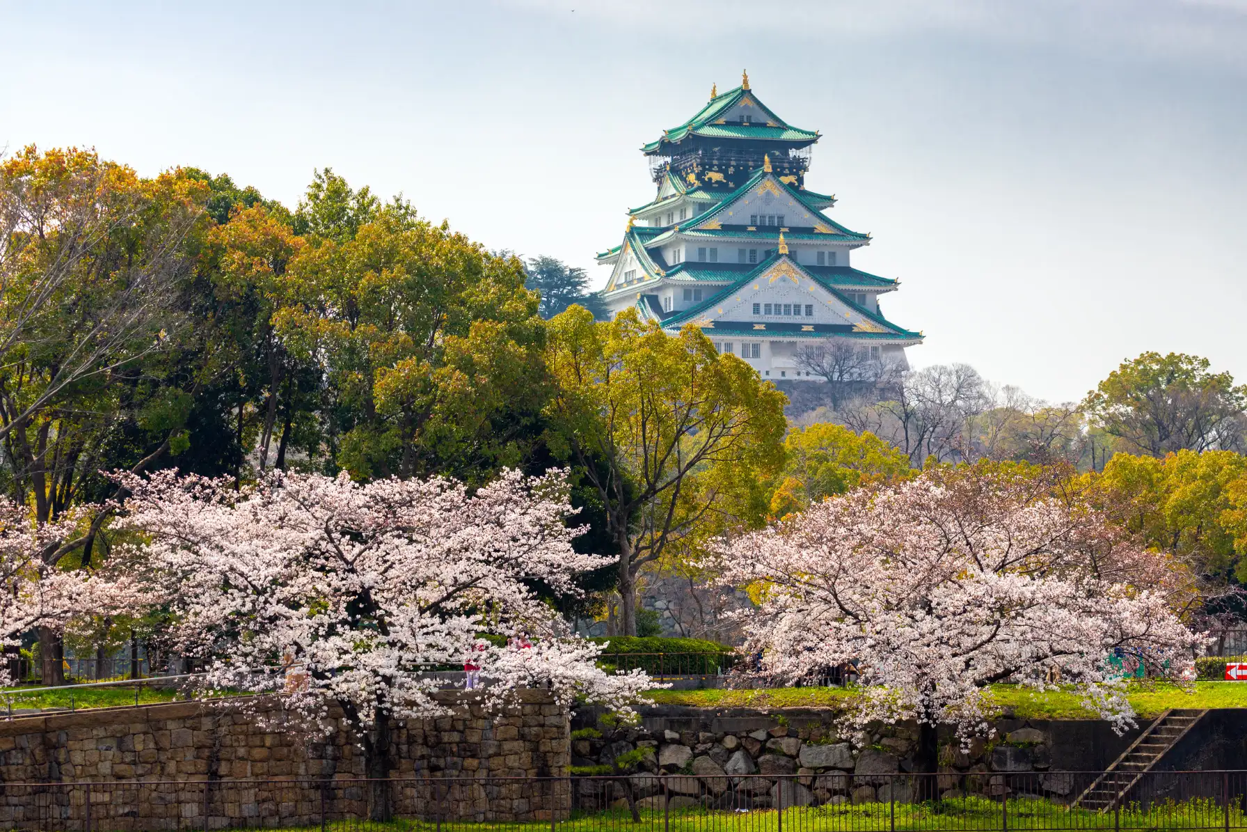 White and gold tiered keep of Osaka Castle surrounded by stone moats and cherry blossom trees