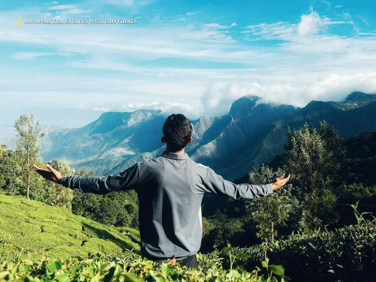 Rolling green tea plantations enveloped in mountain mist at Munnar hill station in Kerala Western Ghats