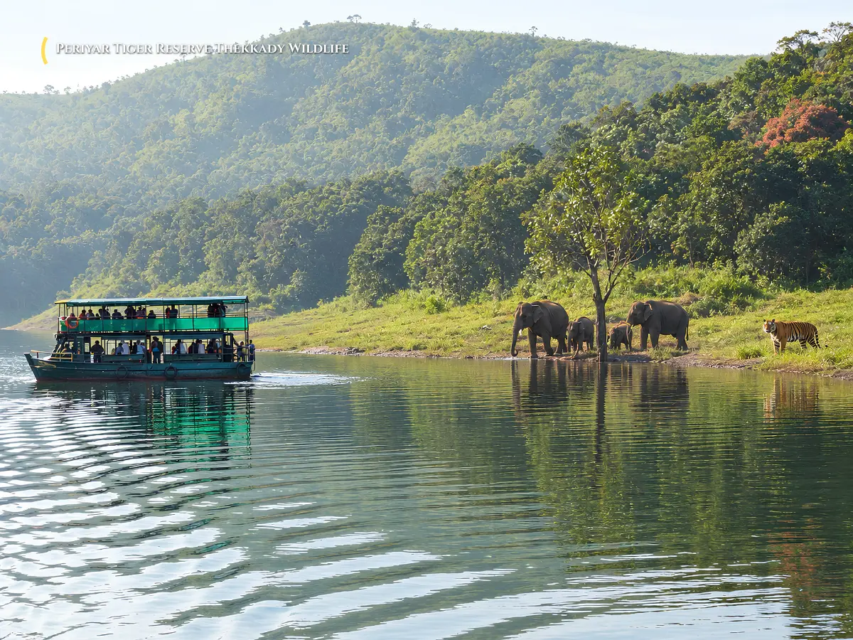Wild elephant herds by the reservoir lake inside Periyar Tiger Reserve Thekkady Kerala