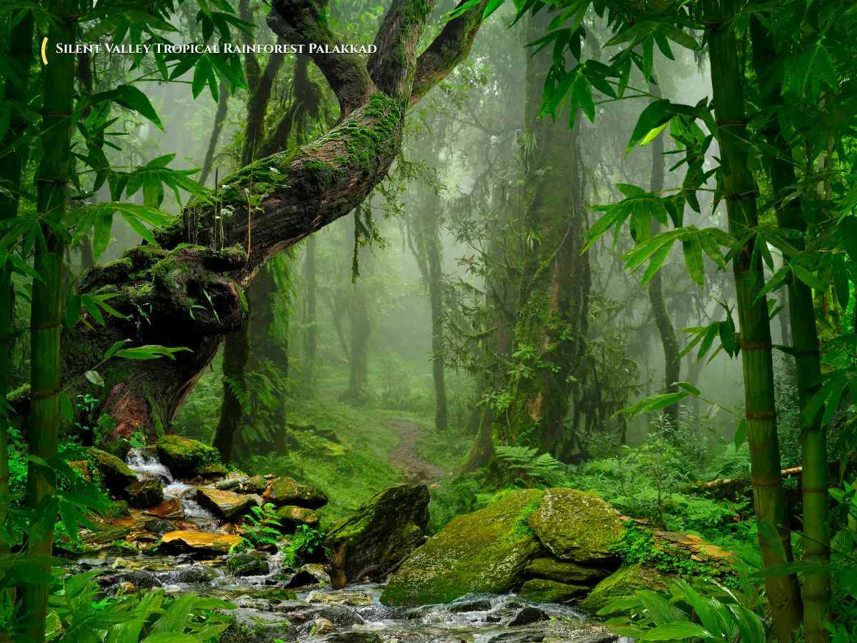 Untouched tropical rainforest canopy and river valley inside Silent Valley National Park Palakkad Kerala
